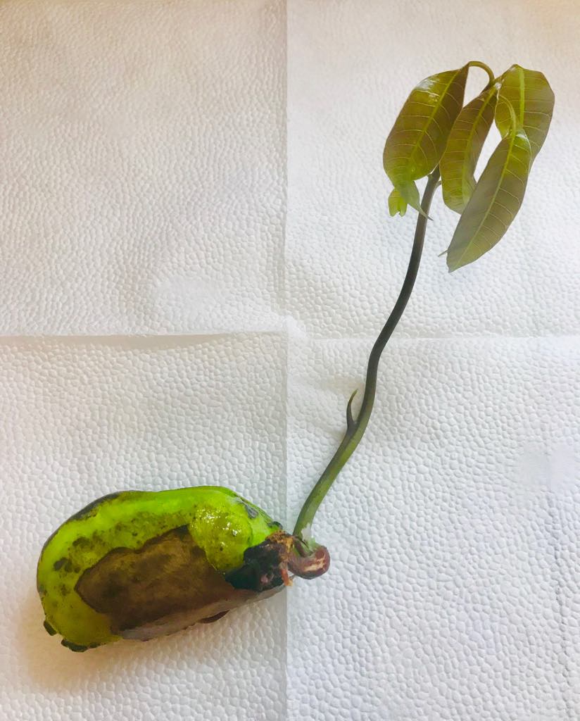 mango po 3 týdnech klíčení