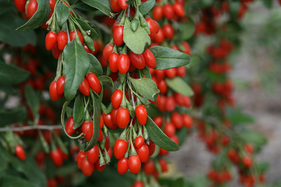 goji - kustovnice čínská na stromě