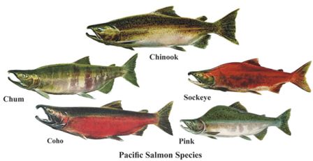 druhy lososů